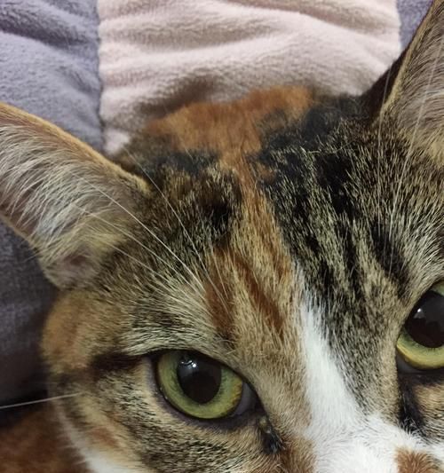 揭秘宠物猫身上的白色物质（了解这些白色物质对猫的健康影响）