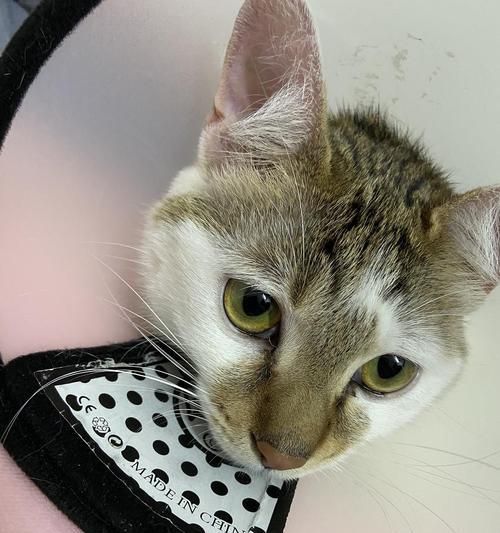 揭秘宠物猫身上的白色物质（了解这些白色物质对猫的健康影响）