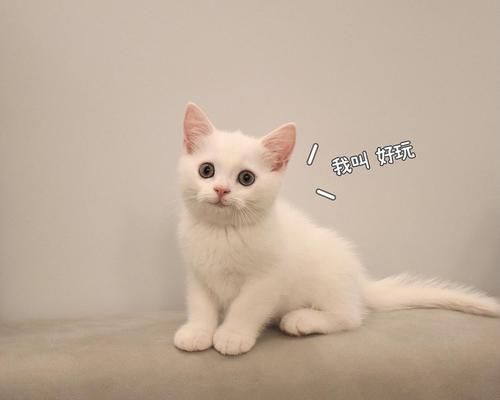 揭秘宠物猫身上的白色物质（了解这些白色物质对猫的健康影响）