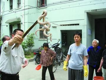 就是这条白蛇吓坏了不少居民