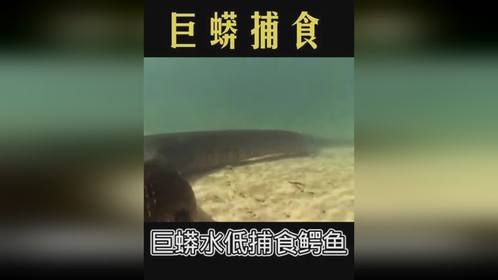 巨蟒水低捕食鳄鱼