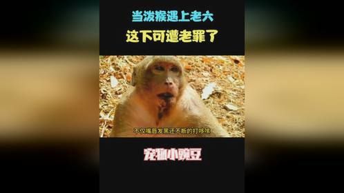 当泼猴遇上了老六