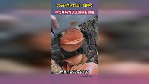 男子砍柴时捡到一截树枝，等切开后发现里面带有颜色