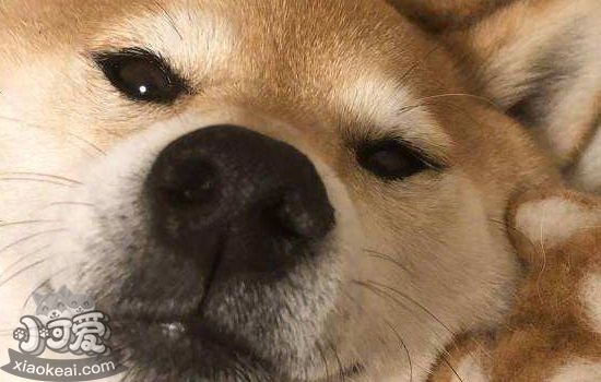 柴犬的性格特征 你足够了解柴犬吗?