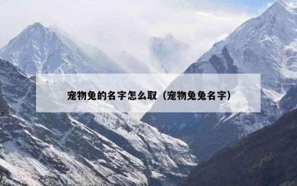 宠物兔的名字怎么取（宠物兔兔名字）
