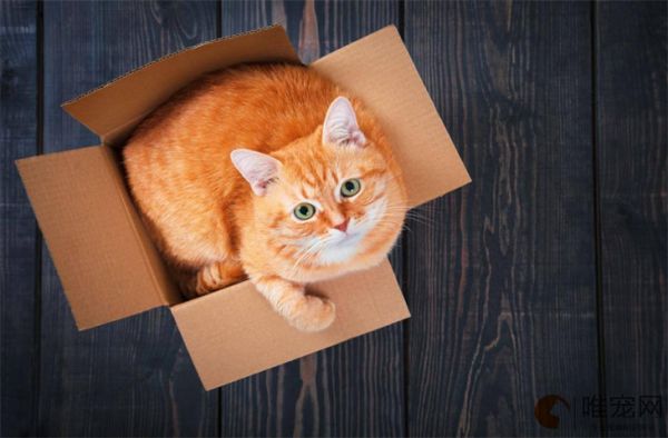 家猫常见的8个品种 哪种好养