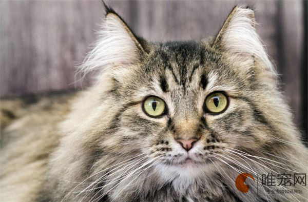 猫咪品种大全介绍 常见的有哪些