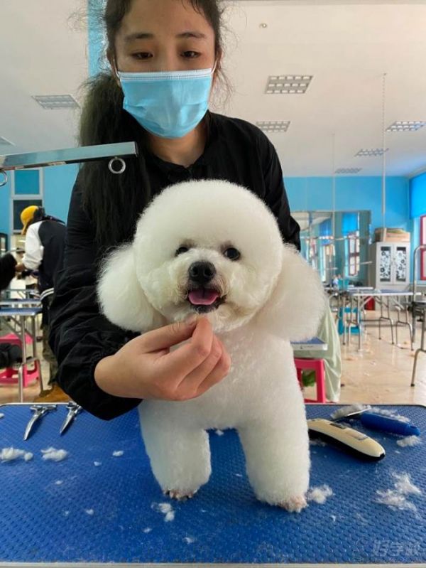 宠物美容