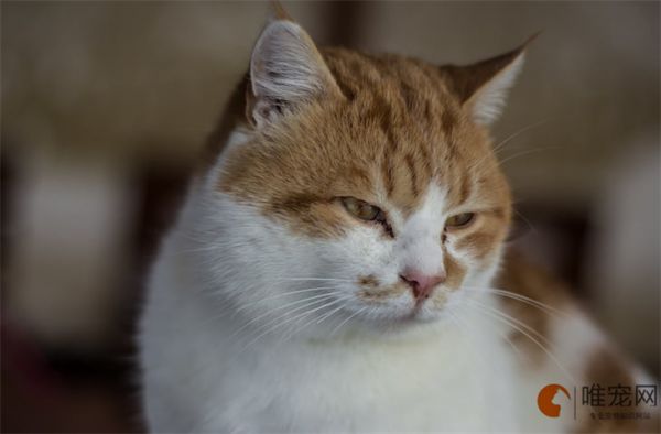 猫咪越来越瘦是怎么回事 如何改善