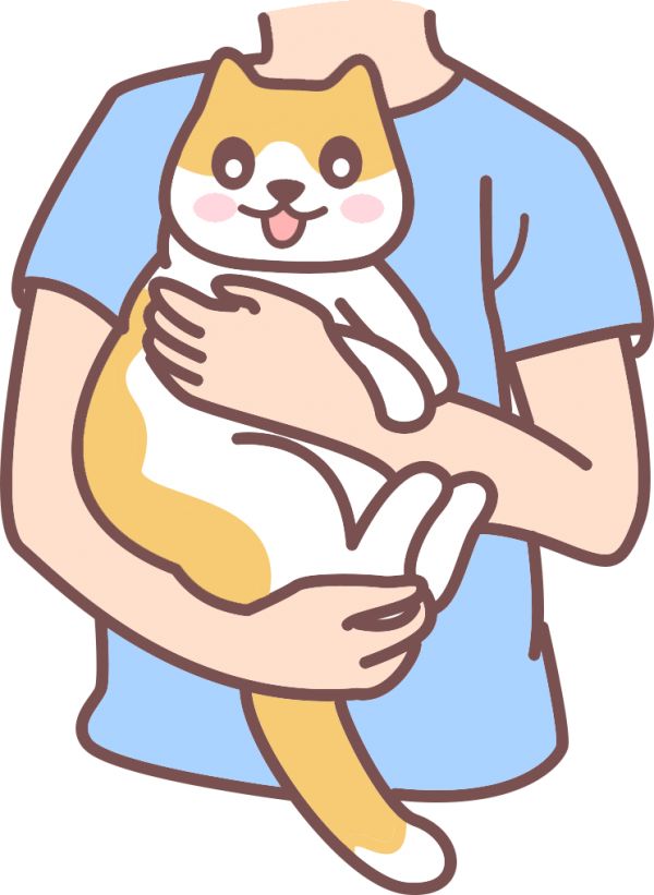 轻轻按摩猫咪腹部
