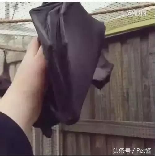 这家蝙蝠长得像狗狗还蛮萌的，网友：你对萌是不是有误解