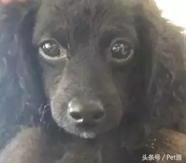 这家蝙蝠长得像狗狗还蛮萌的，网友：你对萌是不是有误解