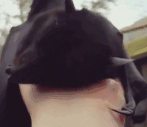 这家蝙蝠长得像狗狗还蛮萌的，网友：你对萌是不是有误解