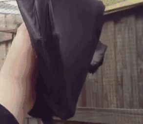 这家蝙蝠长得像狗狗还蛮萌的，网友：你对萌是不是有误解