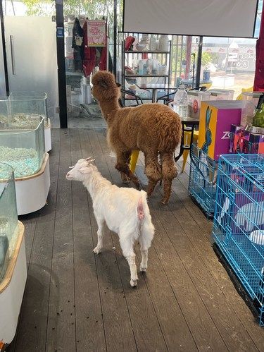 小小萌宠快乐大本营