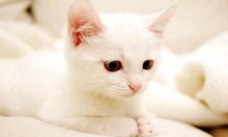 土猫能当宠物吗