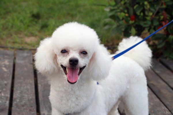 贵宾犬多少钱一只