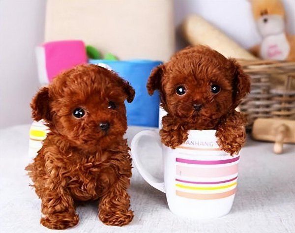 贵宾犬多少钱一只