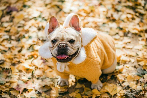 法斗宠物狗多少钱一只？