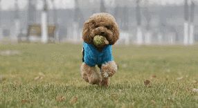 小宠物狗多少钱一只