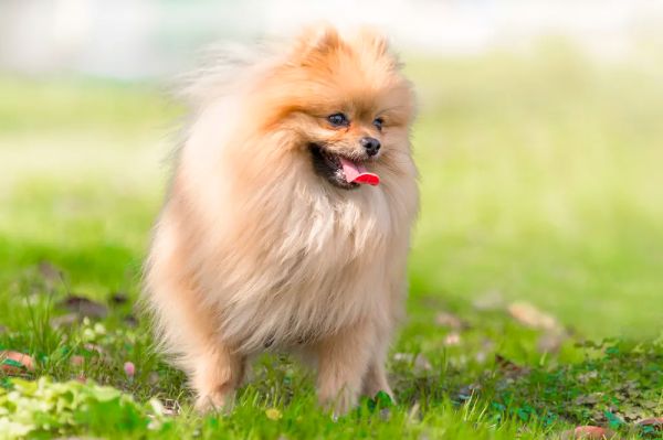 小宠物狗多少钱一只