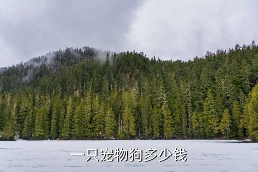 一只宠物狗多少钱