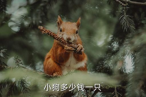 小狗多少钱一只