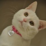 白猫大侠霸王君