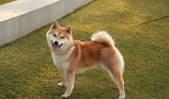 哪种狗最好看？十大好看的狗狗品种排名！你喜欢吗？