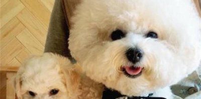 比熊和阿富汗猎犬哪个贵
