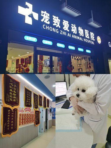 一家挂满锦旗的宠物店