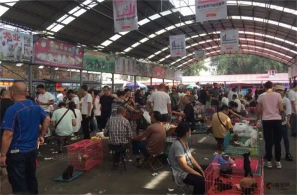 鞍山市最大的宠物市场在哪里 什么时候营业