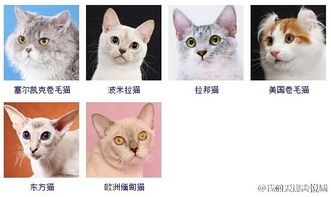 “打造猫咪专属小天地，宠物猫独立房间设计分享”