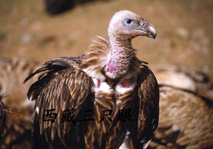 盘点明星所养过的的十大另类宠物