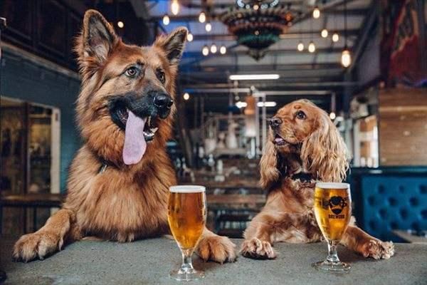 宠物也能喝酒？特调酒宠物专享，好喝不伤身，小酒鬼们有口福了！
