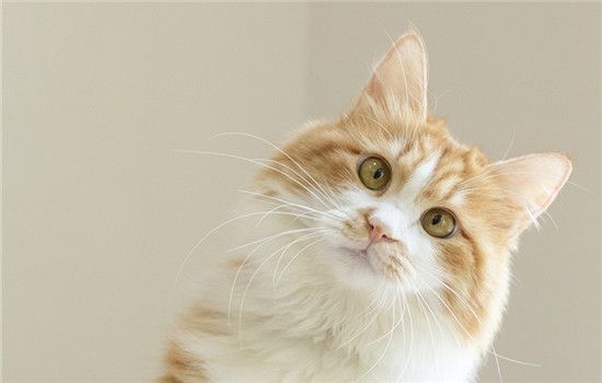猫可以喝酒么