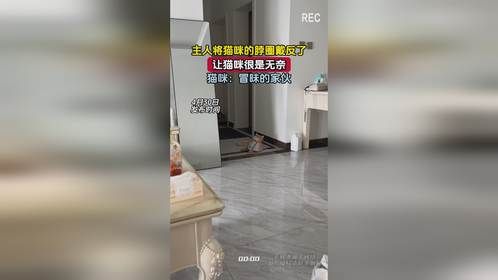 主人将猫咪的脖圈戴反了，让猫咪很是无奈，猫咪：冒昧的家伙