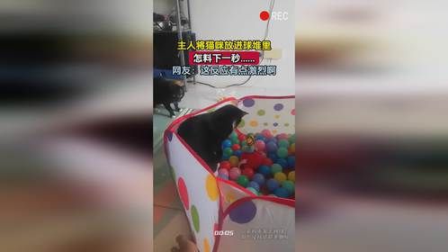 主人将猫咪放进球堆里，怎料下一秒......网友：这反应有点激烈啊