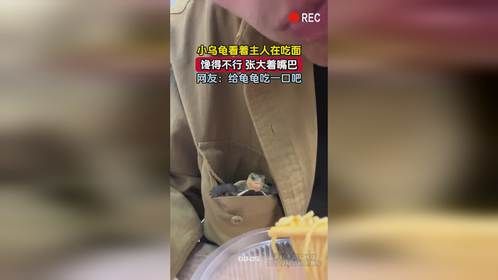 小乌龟看着主人在吃面，馋得不行 张大着嘴巴，网友：给龟龟吃一口吧