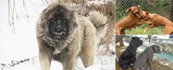 全球众多国家都禁止饲养的10类犬种