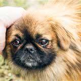中国产犬品种之一—北京犬