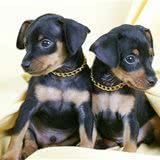 世界名犬—杜宾犬（Dobermann）