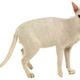 猫咪牙齿知多少