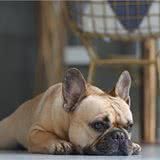你知道幼犬长牙的时间线吗？幼犬牙齿发育的时候需要注意些什么？