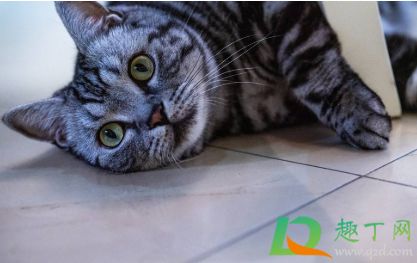 猫咪黑下巴是什么东西3