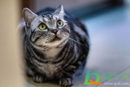 猫咪黑下巴是什么东西2