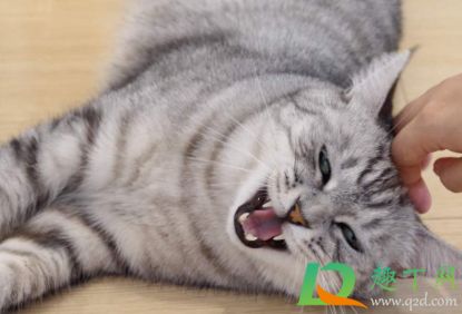 猫咪黑下巴是什么东西4