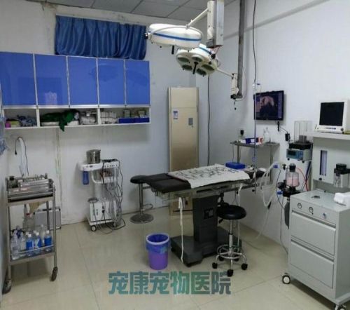 知名宠物诊所电话_宠物诊所哪家好相关-洛阳市高新开发区宠康宠物医院