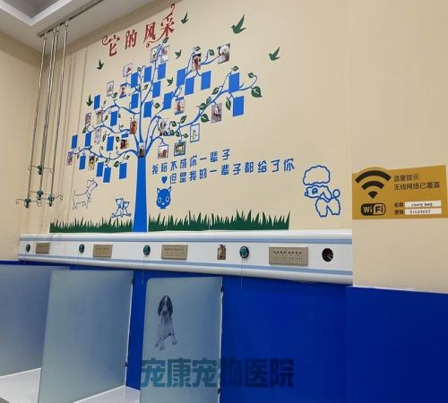 老城宠物医院_宠物医院地址相关-洛阳市高新开发区宠康宠物医院