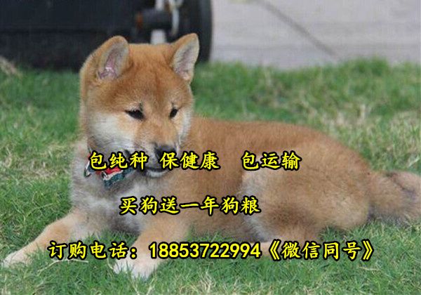 山西省晋城市宠物市场